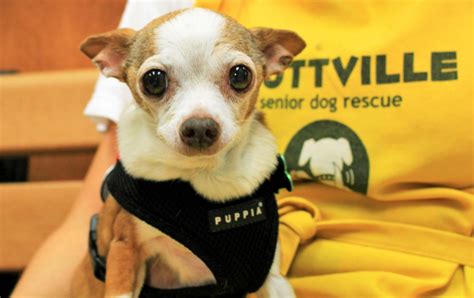 Senior dog rescue - 